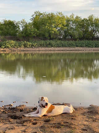 Meet Gnarley: Our Ambassador of Happiness
